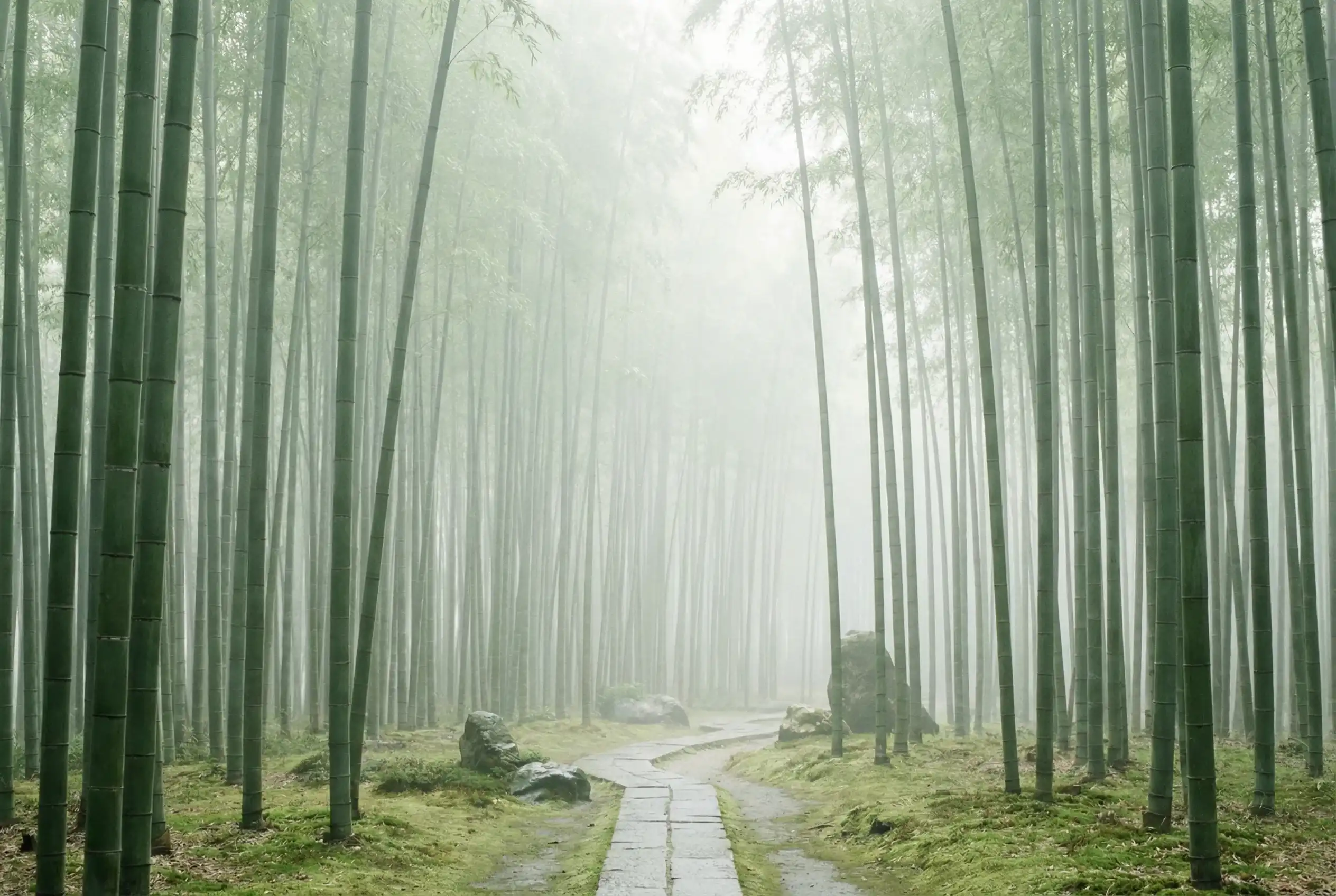 哈希分分彩 自然恩赐计划竹林背景